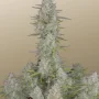 Семена конопли Wedding CHEESECAKE Auto от Fast Buds